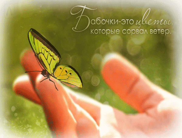 Анимированная открытка Бабочки-цветы, которые сорвал ветер.