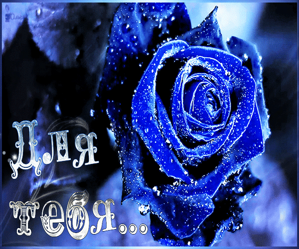 Анимированная открытка Для тебя... Синяя Роза