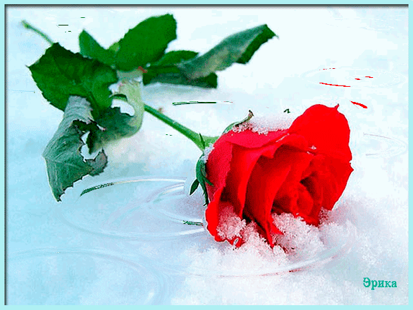 Анимированная открытка Роза на снегу роза на снегу
