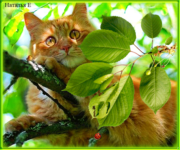 Анимированная открытка Кот на ветке дерева