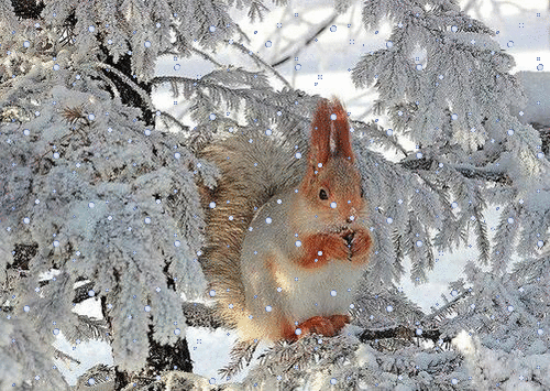 Анимированная открытка Белка на ветке со снегом