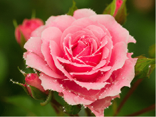 Анимированная открытка Роза роза