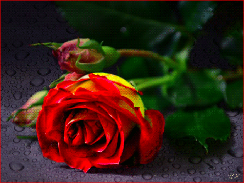Анимированная открытка Красная роза Фото WordPress Юри люблю