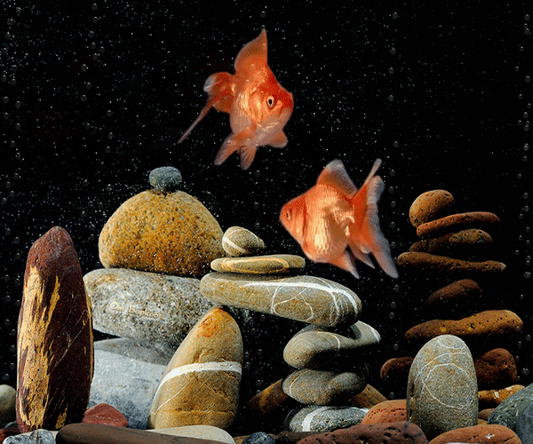 Анимированная открытка Золотые рыбки плавают