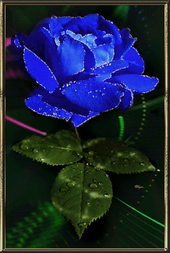Анимированная открытка Синяя роза цветок