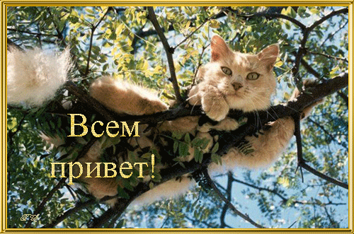 Анимированная открытка Всем привет! коты и весна