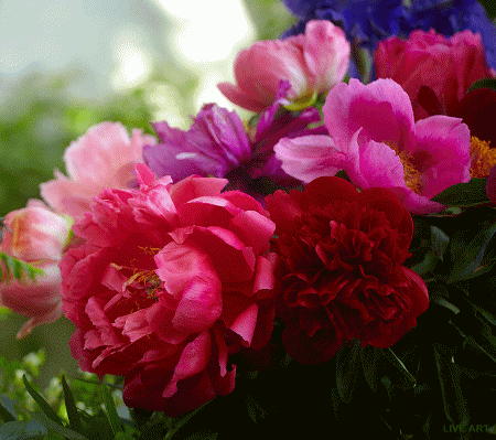 Анимированная открытка Пионы цветок