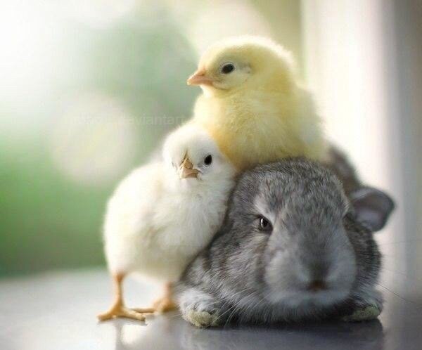 Открытка Кролик и два цыпленка.