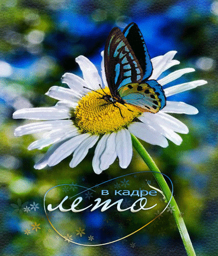 Анимированная открытка В кадре лето бабочка