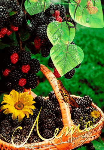 Анимированная открытка Лето ежевики растений set: 2 x Честер без шипов + 1 x dorman red.