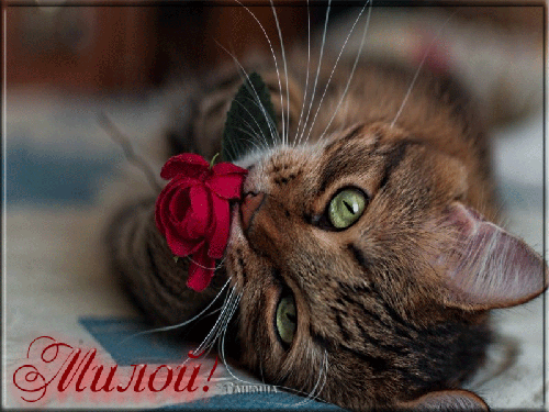 Анимированная открытка Милой! Танюша кошка