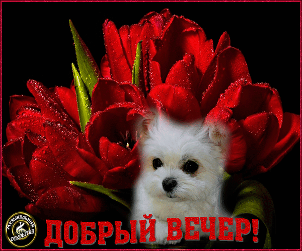 Анимированная открытка Добрый вечер! красные тюльпаны на рабочий стол