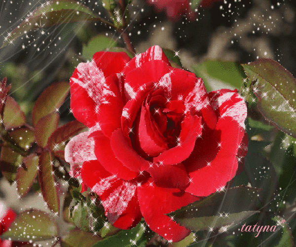 Анимированная открытка Алая роза цветок