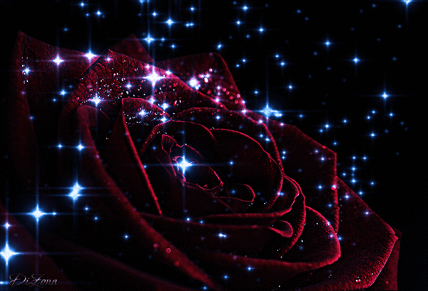 Анимированная открытка Бордовая роза на фоне звёздного неба