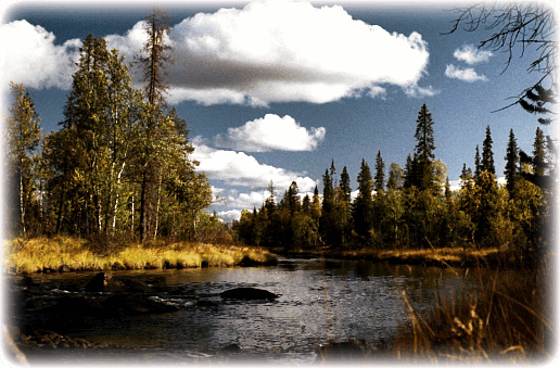 Анимированная открытка Пейзаж: лесная речка летом.