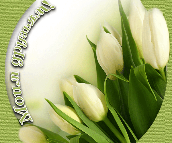Анимированная открытка Моим друзьям белые тюльпаны