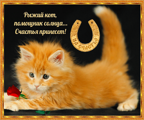 Анимированная открытка Рыжий кот помощник солнца счастье принесет