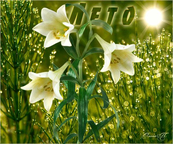 Анимированная открытка Лето цветок