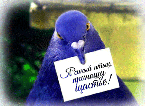 Анимированная открытка Я синяя птица - приношу счастье!
