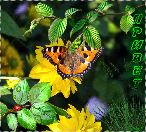 Анимированная открытка Привет бабочка