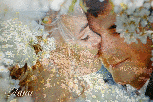 Анимированная открытка Лика жених и невеста поцелуй