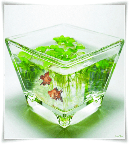Анимированная открытка Рыбки в аквариуме