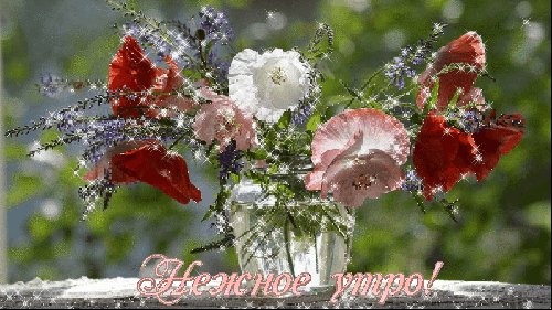 Анимированная открытка Нежное утро! цветок