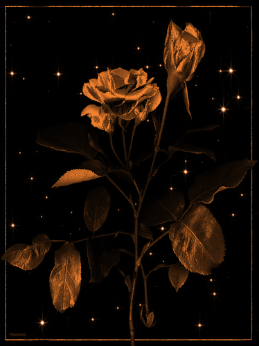 Анимированная открытка Розы свет