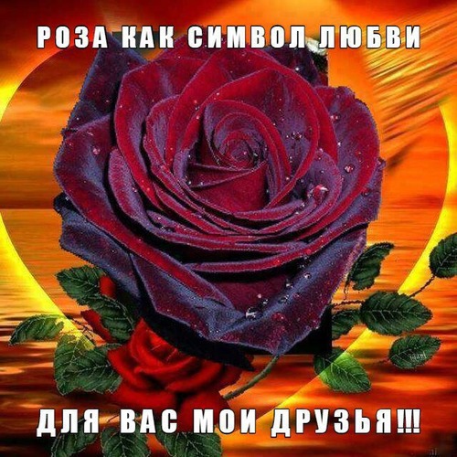 Открытка Роза как символ любви для вас мои друзья!