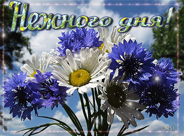 Анимированная открытка Нежного дня! красивый букет полевых цветов