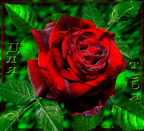 Анимированная открытка Для тебя роза