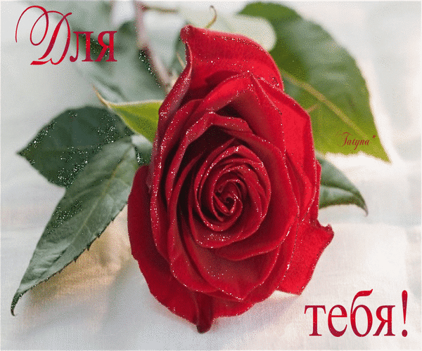 Анимированная открытка Для тебя! роза
