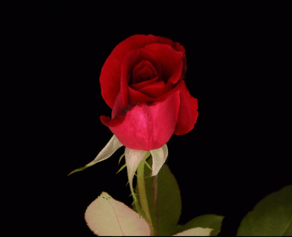 Анимированная открытка Роза распускающиеся розы гиф