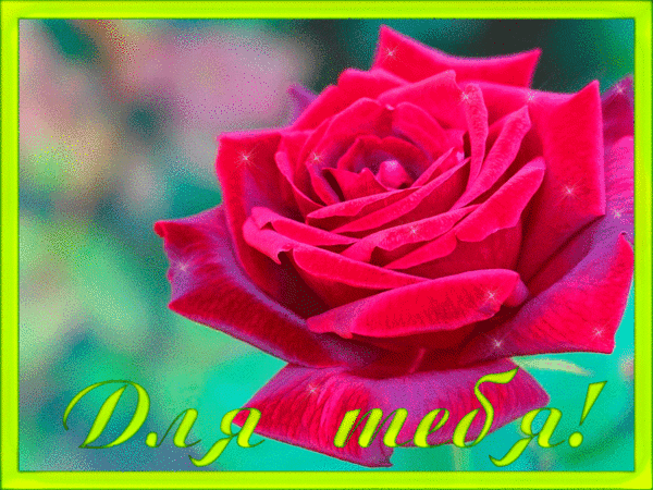 Анимированная открытка Для тебя! красная роза в саду