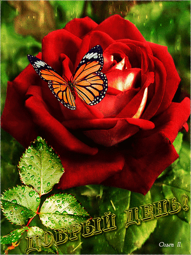 Анимированная открытка Добрый день! роза