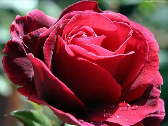 Открытка Бутон красной розы