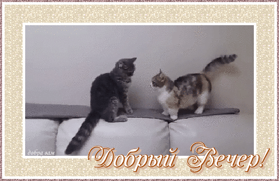 Анимированная открытка Добрый вечер! кошки и GIF в tumblr