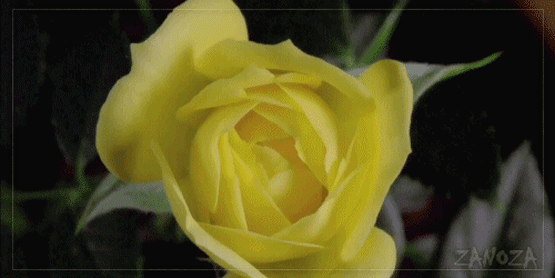 Анимированная открытка Нет текста цветок