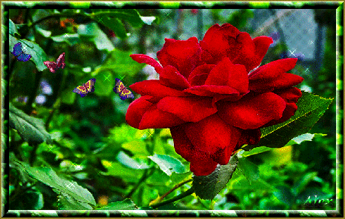 Анимированная открытка Цветок цветок