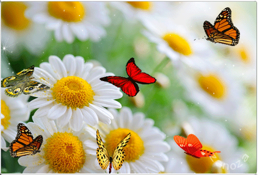 Анимированная открытка Бабочки летают над ромашками