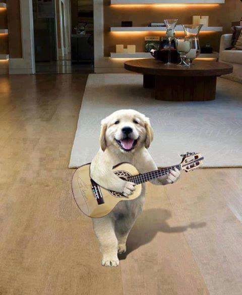 Открытка Собака с гитарой