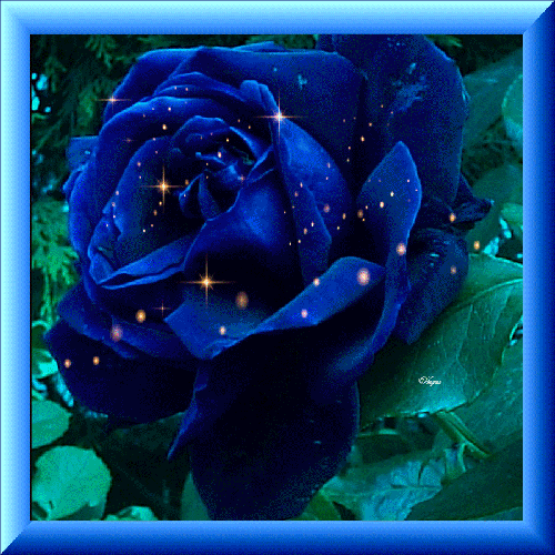 Анимированная открытка Нет текста розы, цвет синий