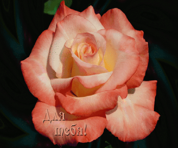 Анимированная открытка Для тебя! близнецы hybrid tea rose