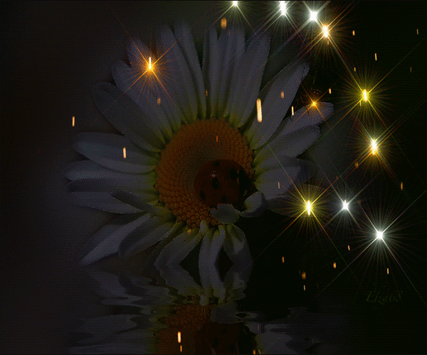 Анимированная открытка Ромашка цветок