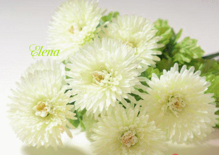 Анимированная открытка Белые хризантемы