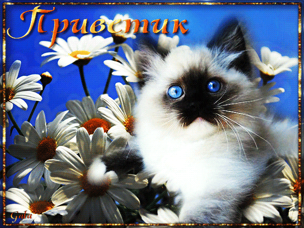 Анимированная открытка Приветик кошка