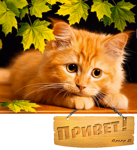 Анимированная открытка Привет печальный оранжевый котенок