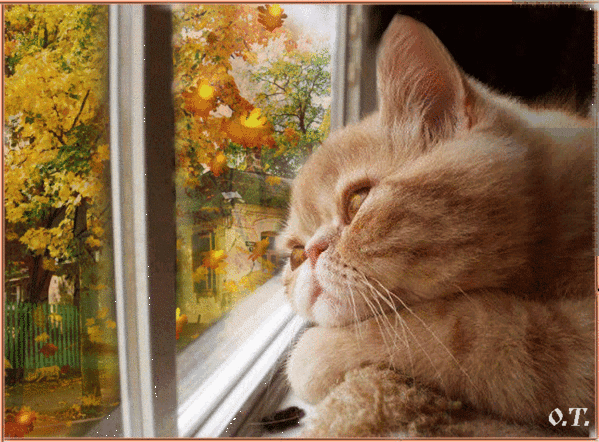 Анимированная открытка Кошка осень кот