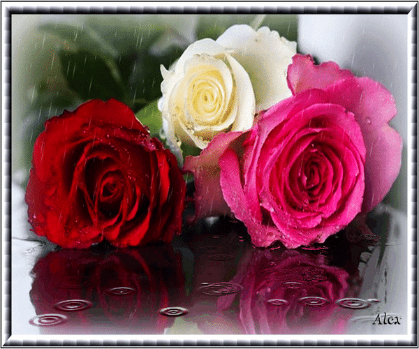 Анимированная открытка Ослепительные розы