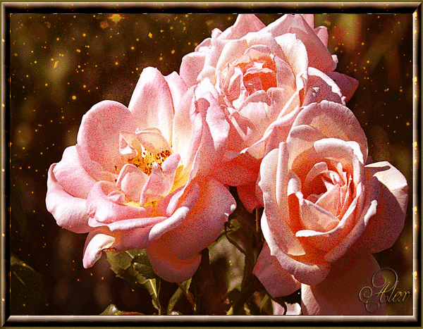 Анимированная открытка Розы Цветок